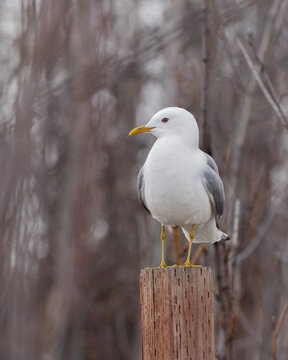 Mew Gull Perched on a post in Alaska