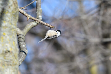 Chickadee in spring
