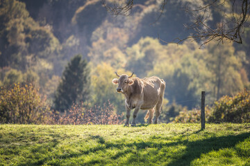 Cow alone in the mountain meadow in autumn