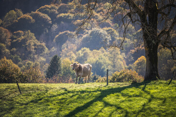 Isolated cow in the mountain meadow in autumn