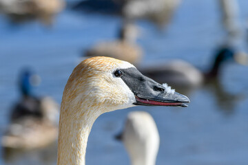 Portrait of juvenile trumpeter swan