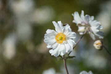Closeup of white japanese anemone in a public garden