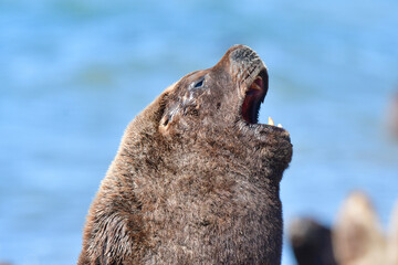 Male Sea Lion , Patagonia, Argentina