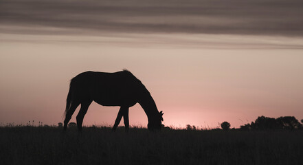 Horse silhouette at sunset, in the coutryside, La Pampa, Argentina.