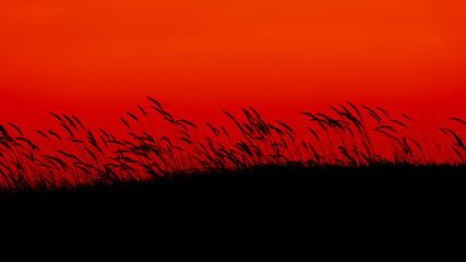 Silhouette image of grass flower on slope hill in countryside with red sky during the sunset in the evening, Black show of Calamagrostis epigejos grass, Landscape nature background.