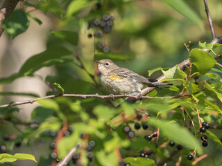 Fledgling Townsend's Warbler in Alaska