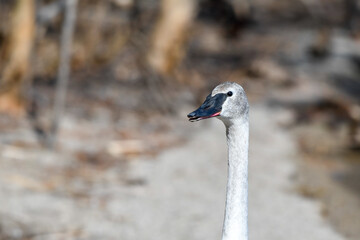 Juvenile swan on a forest trail