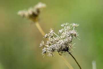 Dry wild carrot blossoms against blurred meadow background