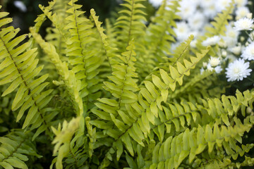 Closeup of decorative fern leaves in a public garden
