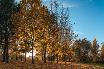 Autumn. Fall. Autumnal Park. Autumn Trees and Leaves in sun light. Autumn scene.