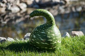 Closeup of gteen gourd in shaped swan in a public garden © pixarno