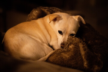 puppy sleeping on the couch