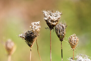Dry wild carrot blossoms against blurred meadow background