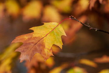 Leaves of a tree in the light of the setting sun.