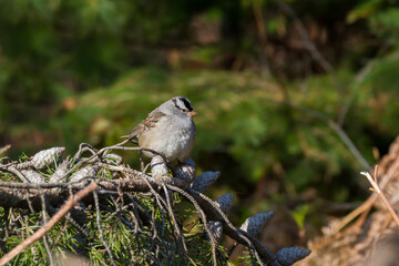 White-crowned Sparrow perched in a red pine tree. 