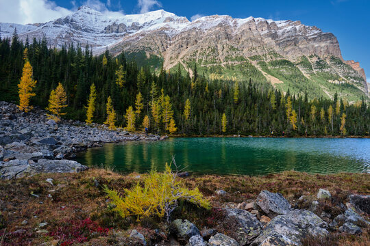 Emerald mountain lake with golden autumn trees, snow capped peak and reflections. Lake Anette in Paradise Valley in Banff National Park. Canadian Rockies. Alberta. Canada