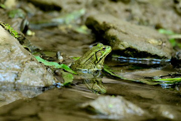 Northern frog in a pond