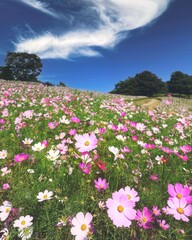 コスモス畑