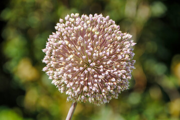 Pink vibrant flowerhead up close