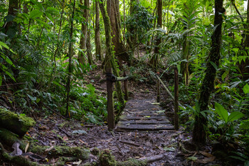 Trail Hiking Trail in the Jungle of Costa Rica