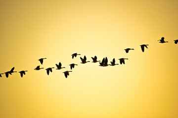 A flock of Canada goose in flight across golden sky at sunset