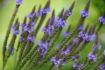 Bunch of lavender blossoms