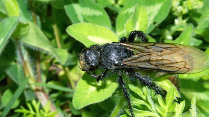 Wasp in a field in Cotacachi, Ecuador