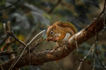 A red squirrel sitting on a branch eating a pine cone. 