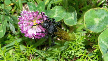 Wasp on a purple clover flower in Cotacachi, Ecuador