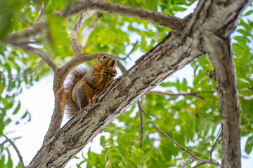 Fototapeta premium Eastern Fox Squirrel (Sciurus niger) sits in a tree and eats a nut.