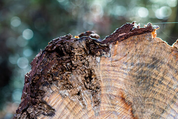 Cut pine tree trunk close up with a cobweb, blue and green bokeh forest background ~TIMBERLAND~
