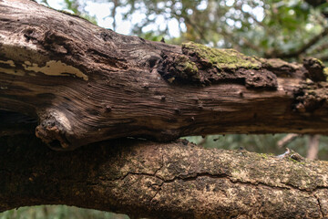 Fototapeta premium Detail of tree trunk texture, with some fungi and mosses, Itaipava, Rio de Janeiro, Brazil