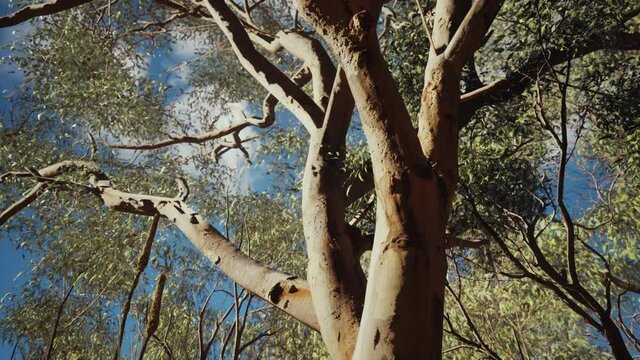 eucaliptus in Australia red Center