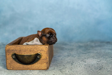 Cute brussels griffon puppy with a comfortable sleep in a crate. High quality photo