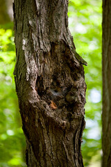 Fototapeta premium Tree trunks that appear to have a face.
