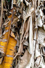 Several dry yellow and brown banana leaves, Itaipava, Rio de Janeiro, Brazil