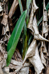 Several dry and green leaves, Itaipava, Rio de Janeiro, Brazil