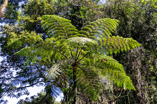 Large fern, plant of the Marattiaceae family, in tropical forest, Itaipava, Rio de Janeiro, Brazil