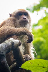 Rhesus Macaque (Macaca mulatta) portrait in a forest