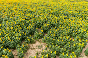 Fototapeta premium Sunflower field with cloudy blue sky, aerial bird-eye view.
