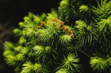 Fototapeta premium pine needles