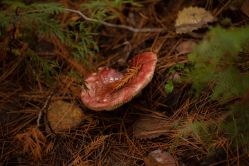 Mushrooms in the forest in the fall