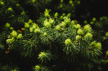 pine needles