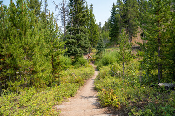 Hiking trail to Wraith Falls waterfall in Yellowstone National Park