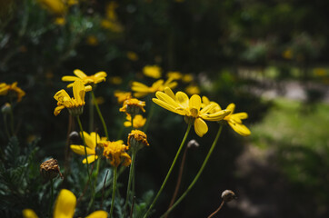 Obraz premium yellow flowers in spring