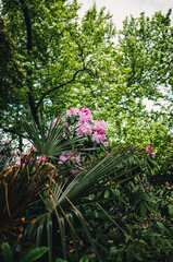 flowers in the garden