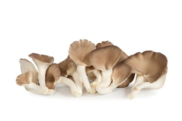 Indian Oyster Mushroom (Phoenix Mushroom or Lung Oyster) isolated on white background.