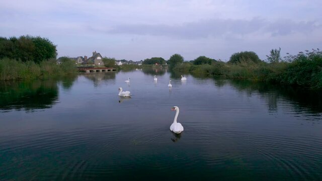 Mute Swans on the River Exe from a drone, Topsham, Exeter, Devon, England, Europe