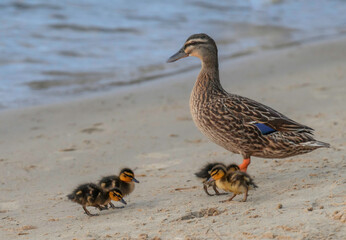 Mallard duck and ducklings at the waterfront