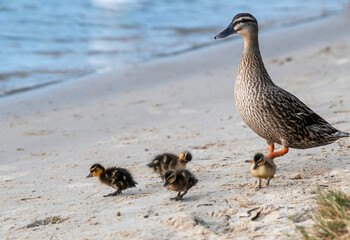 Mallard duck and ducklings at the waterfront